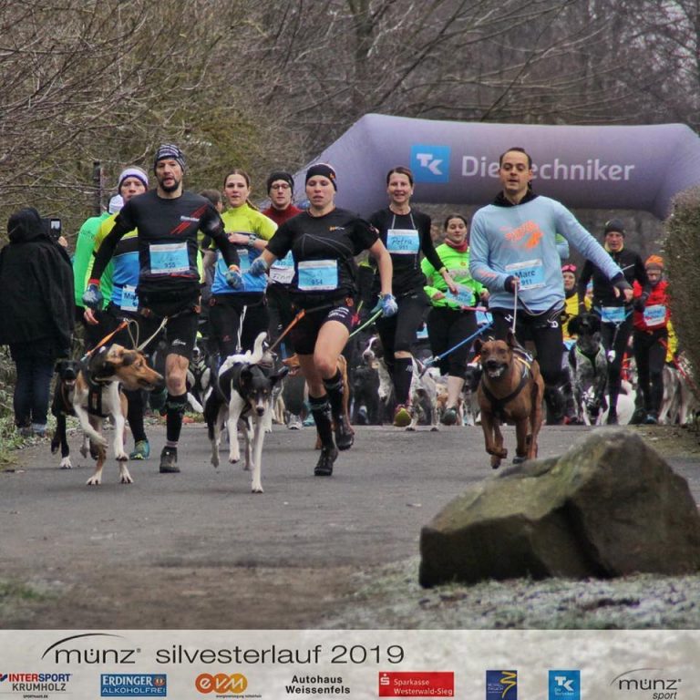 Bowies and Marcs first CaniCross competition !