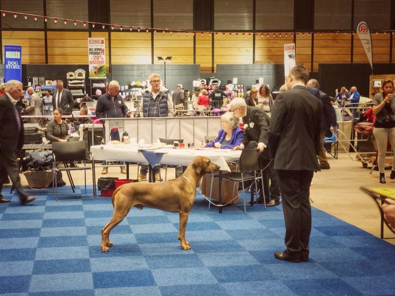SHOWS: Martini dog show & Benelux Winner